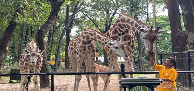 Rekor Pengunjung TM Ragunan Tembus 50.211 Orang Natal 2025